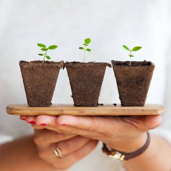 Comment planter et cultiver des fleurs exotiques dans son jardin ou dans son intérieur ?