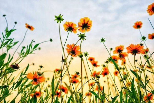 Comment reconnaître et identifier les fleurs sauvages dans la nature ?