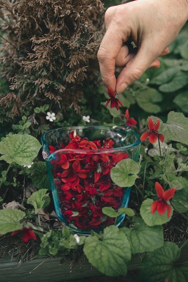 Comment cueillir et utiliser les fleurs sauvages avec précaution et respect ?