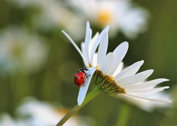 Comment bien prendre soin de vos fleurs: prévention et traitement des maladies, parasites et nuisibles