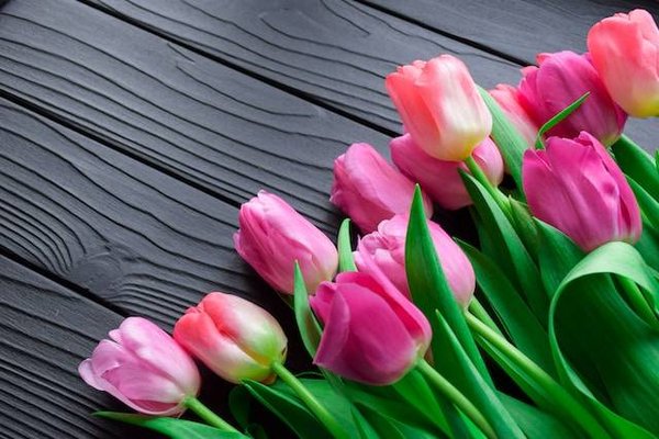 Comment interpréter et apprécier les fleurs selon le symbolisme des fleurs ?