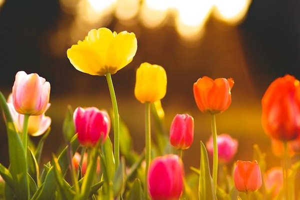 Les secrets du symbolisme des fleurs