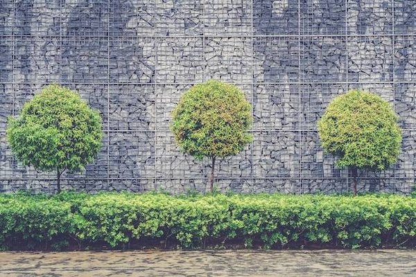 Découvrez les types de fleurs selon leur classification botanique ou horticole