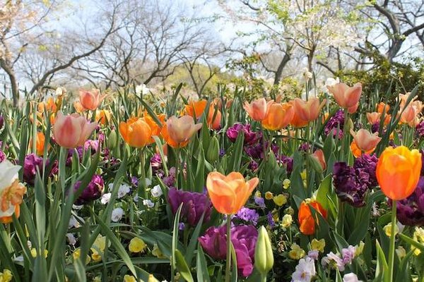 Comment planter et cultiver son type de fleur selon ses besoins et ses exigences ?