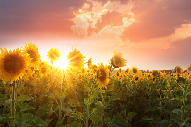 Comment protéger et respecter la biodiversité des fleurs exotiques ?